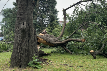 What Are the Most Effective Strategies for Managing Hazardous Trees in Storm-Prone Areas?