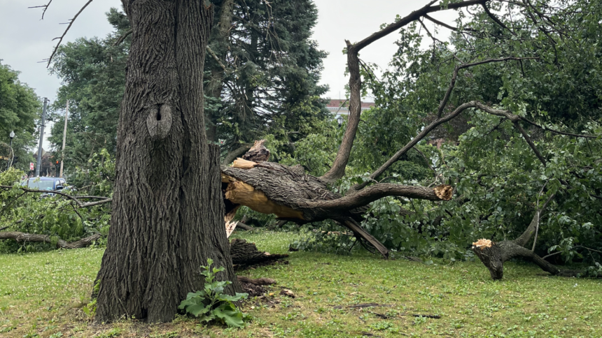 What Are the Most Effective Strategies for Managing Hazardous Trees in Storm-Prone Areas?