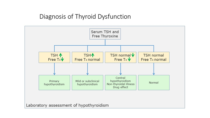TSH w/Reflex to FT4 Testing for Thyroid Function