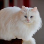 Angora Cats Splendor​