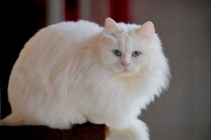Angora Cats Splendor​