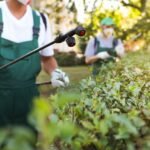 The 7 Best Pest Control Companies in Southern California for 2026