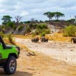 The 7 Best Safari Tours Agency in Tanzania (2026 Guide)