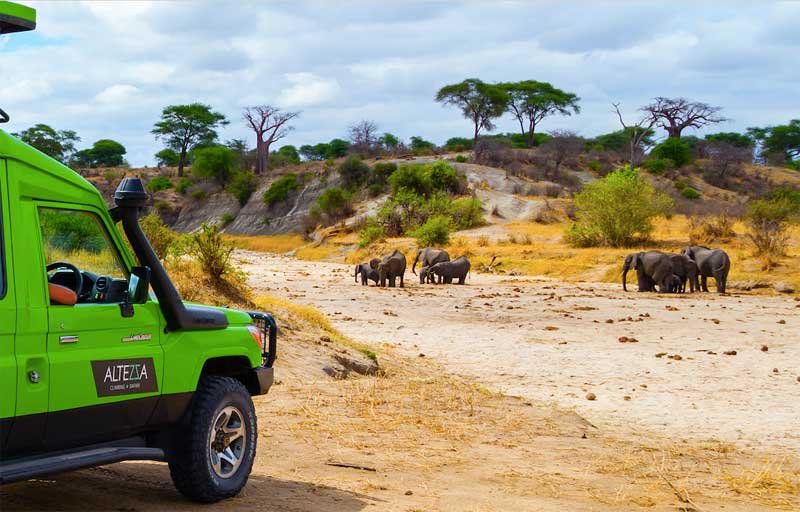 The 7 Best Safari Tours Agency in Tanzania (2026 Guide)