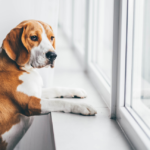 How to Help Your Dog Adjust to a New Home: Tips for a Smooth Transition