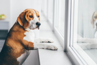 How to Help Your Dog Adjust to a New Home: Tips for a Smooth Transition