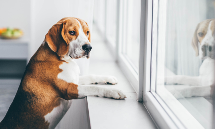 How to Help Your Dog Adjust to a New Home: Tips for a Smooth Transition