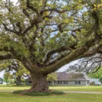 Lewis Center Ohio Champion Trees: A Living Legacy of Nature and History