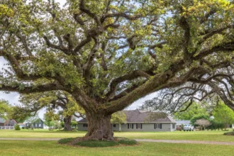 Lewis Center Ohio Champion Trees: A Living Legacy of Nature and History