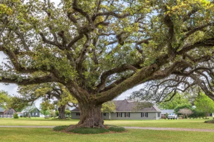 Lewis Center Ohio Champion Trees: A Living Legacy of Nature and History