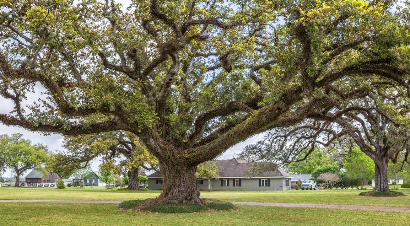 Lewis Center Ohio Champion Trees: A Living Legacy of Nature and History