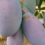 Gaara Export Egypt Fresh Fruits Exporter from Egypt