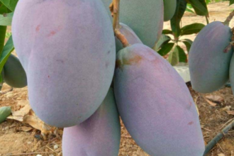 Gaara Export Egypt Fresh Fruits Exporter from Egypt