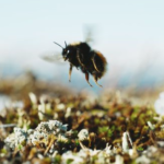 Everything You Need to Know Polar Bees