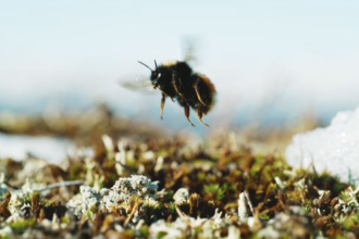 Everything You Need to Know Polar Bees