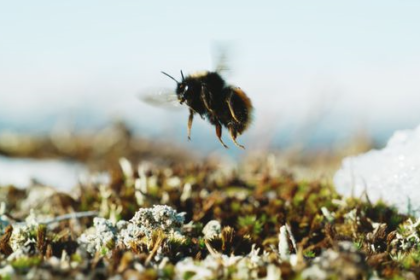 Everything You Need to Know Polar Bees