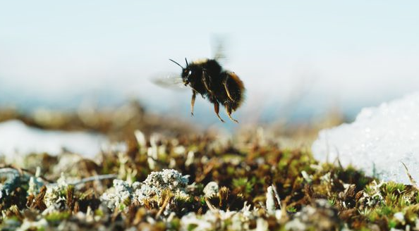 Everything You Need to Know Polar Bees