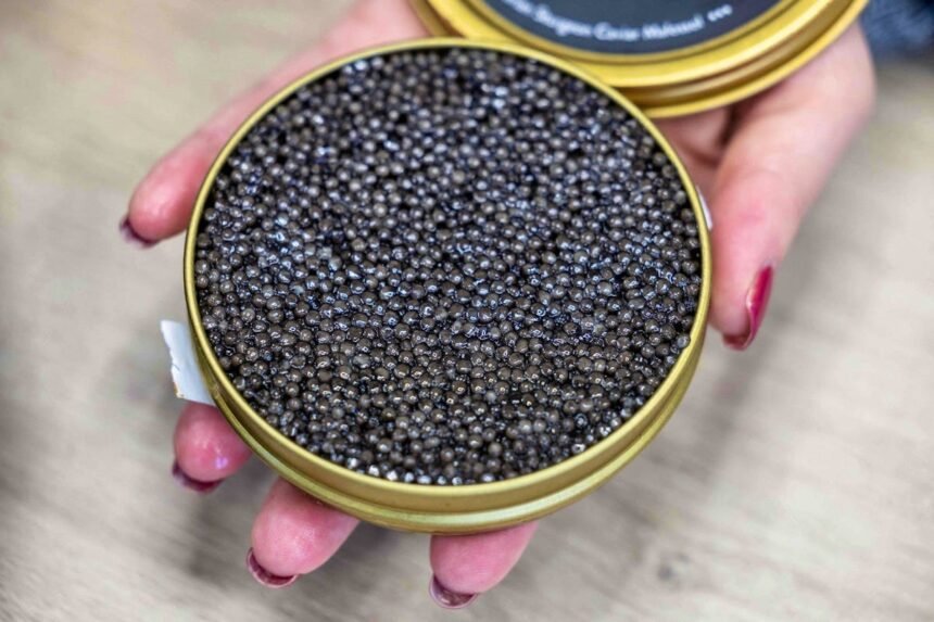 Caviar En Russie