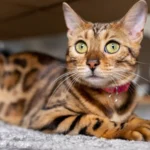 Bengal Cat Price