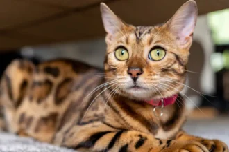 Bengal Cat Price
