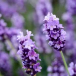 The Midnight Slut Flower