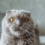 cat breeders scotland​