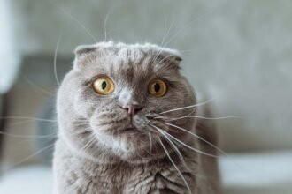 cat breeders scotland​