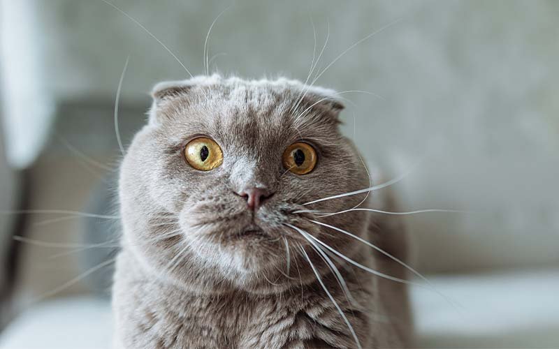 cat breeders scotland​