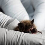 Bats Move In