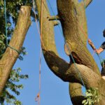 7 Critical Signs A Tree Needs To Be Removed (Expert Guide)