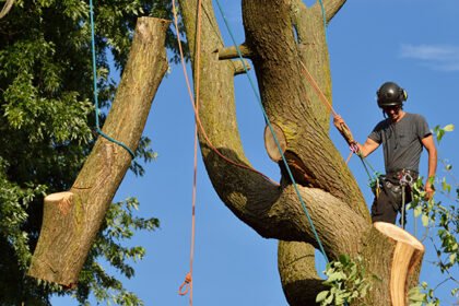 7 Critical Signs A Tree Needs To Be Removed (Expert Guide)