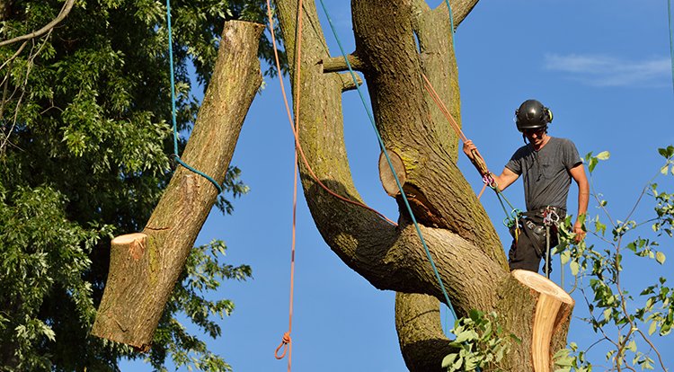7 Critical Signs A Tree Needs To Be Removed (Expert Guide)