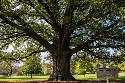 Champion Trees Near Lewis Center Ohio: 2026 Visitor Guide