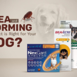 Which Flea and Worming Product is Right for Your Dog?