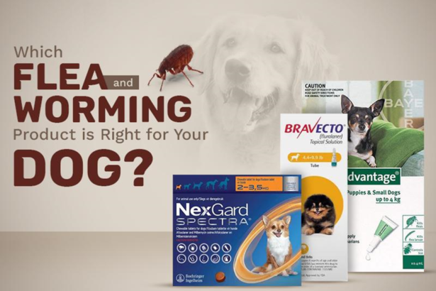 Which Flea and Worming Product is Right for Your Dog?