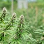 A Clear Look at What Shapes Cannabis Pricing Across Florida