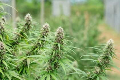 A Clear Look at What Shapes Cannabis Pricing Across Florida