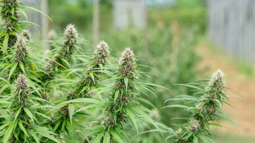 A Clear Look at What Shapes Cannabis Pricing Across Florida