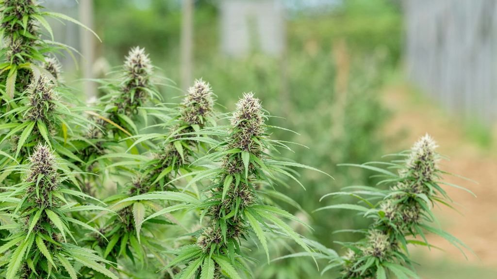 A Clear Look at What Shapes Cannabis Pricing Across Florida