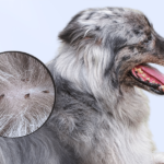 What Pet Owners Who Never Deal With Flea Problems Have in Common