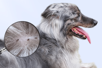 What Pet Owners Who Never Deal With Flea Problems Have in Common