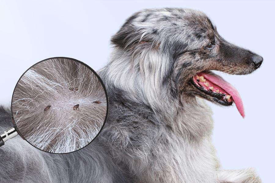 What Pet Owners Who Never Deal With Flea Problems Have in Common