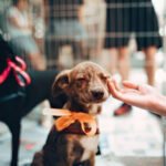 The Evolution of Modern Pet Care in a Fast-Paced World