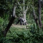 Primate Conservation and the Future of Sustainable Tourism