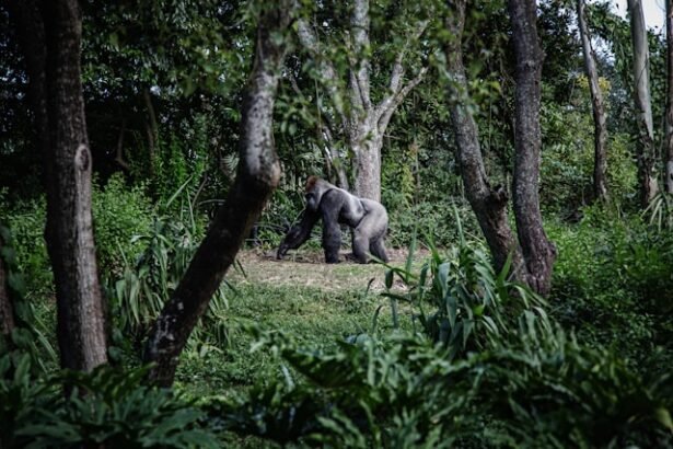 Primate Conservation and the Future of Sustainable Tourism