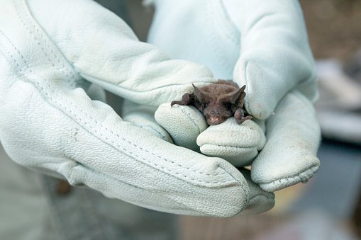 Bat Removal 