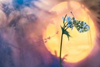 Behind the Lens: The Magic of Photoackmp Unveiled