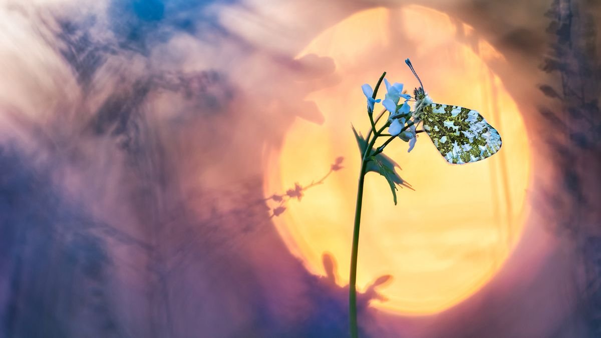 Behind the Lens: The Magic of Photoackmp Unveiled