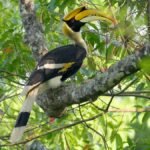 Everything You Need to Know glaadblog org hornbill bird
