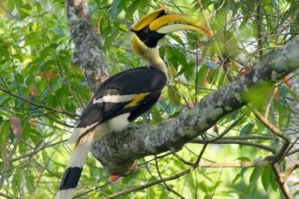 Everything You Need to Know glaadblog org hornbill bird